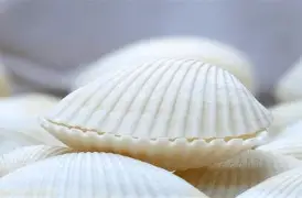 贝林厄姆的CBA吗悬念揭晓(cba会不会要布朗尼这种外援)|完美真人平台