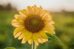 Karsa马德里竞技引热议的简单介绍|完美真人游戏官网